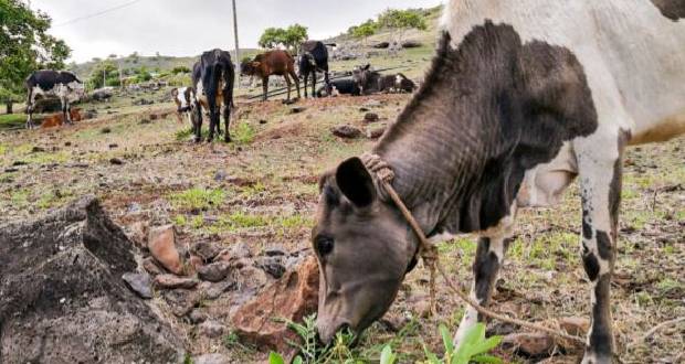Fièvre aphteuse: Vers une période de vache maigre pour les éleveurs rodriguais
