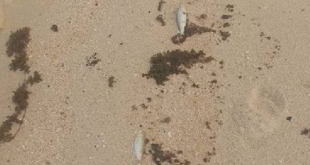 Post-Wakashio: algues visqueuses et poissons morts sur la plage de Pointe-d’Esny