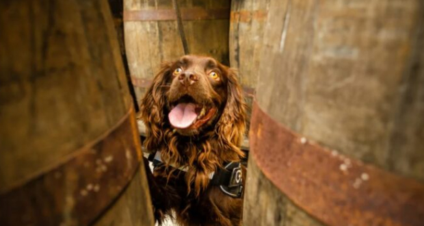 Dans une distillerie écossaise, un chien veille à la bonne fabrication du whisky