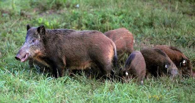 Case-Noyale: Il voulait chasser illégalement des sangliers et des cerfs