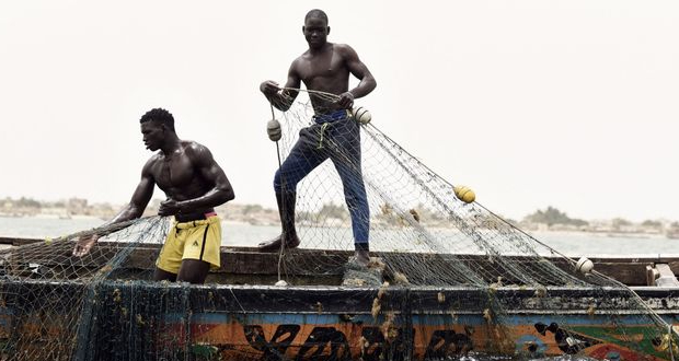 Afrique de l'Ouest: farine et huile de poisson privent les populations d'aliments essentiels, dénonce Greenpeace
