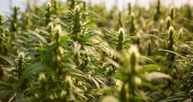 Culture expérimentale autorisée: dix usages du cannabis industriel