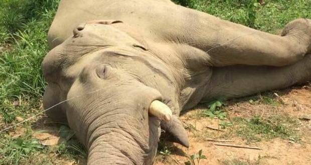 Bangladesh: un fermier arrêté pour avoir électrocuté et tué un éléphant sauvage d'Asie