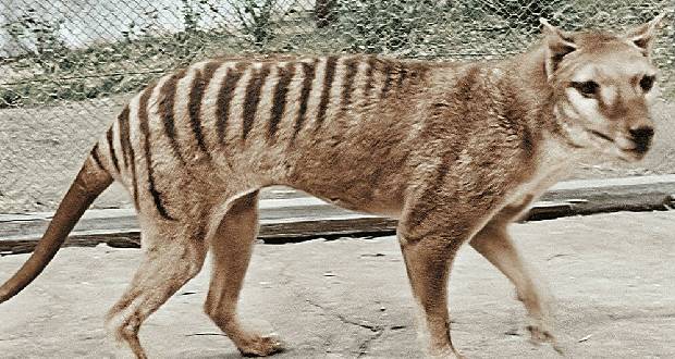 Des images colorisées pour donner un meilleur aperçu du tigre de Tasmanie, espèce disparue