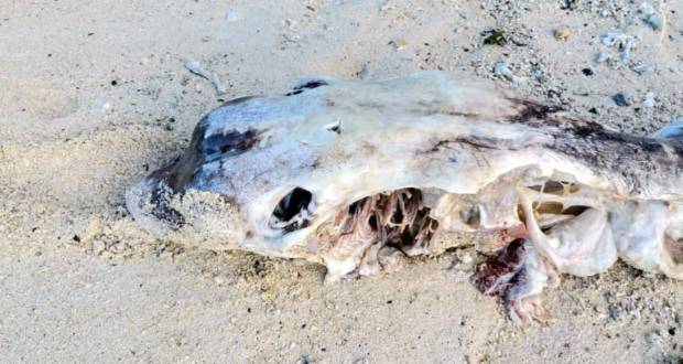 Carcasse découverte à Palmar: une preuve de la pêche illégale de raie
