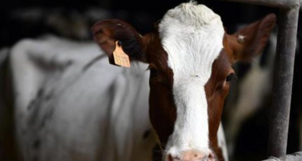 Un cas de la maladie de la «vache folle» détecté en Angleterre