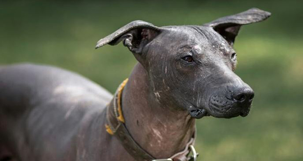 Élevage: des chiens de race vendus à prix d’or