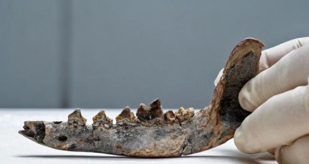 Amérique centrale: une machoire de chien, indice d'une présence humaine il y a 12.000 ans?