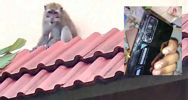 Trois Boutiques: des singes affamés et agressifs terrorisent les habitants