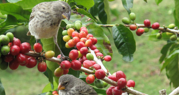 En Colombie, des oiseaux et du café pour la paix