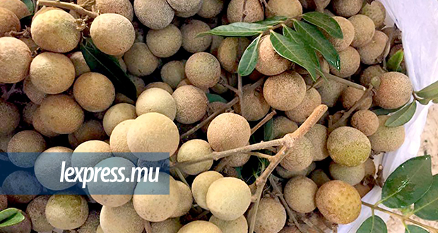 Fruits de saison: les premiers longanes à partir de Rs 250 la livre
