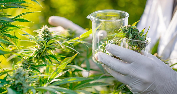 Report on medicinal marijuana: is this the beginning of a U-turn on cannabis?