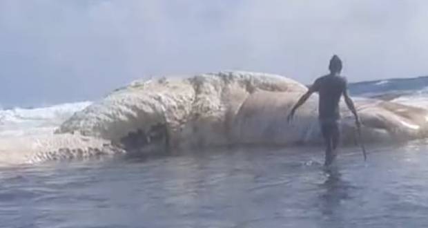 Une baleine s’échoue sur les récifs à Rodrigues