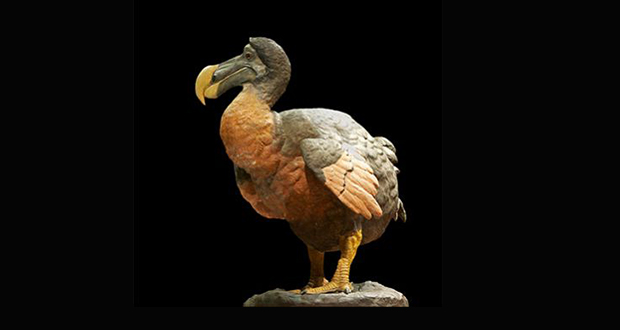 ADN décodé: le dodo se réveillera-t-il ?