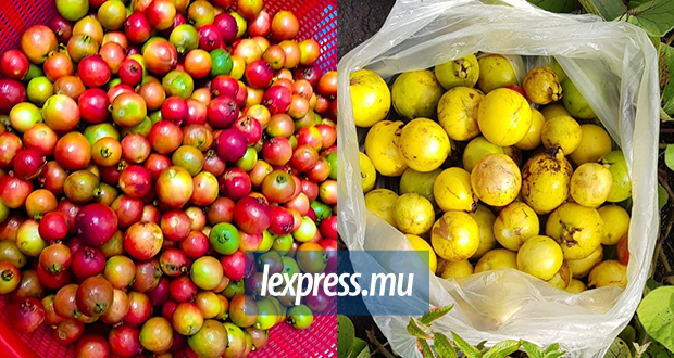 Goyaves de Chine et jamblons: c’est de saison !