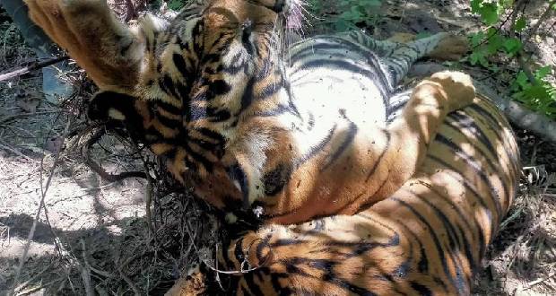 Trois tigres de Sumatra retrouvés morts dans des pièges en Indonésie