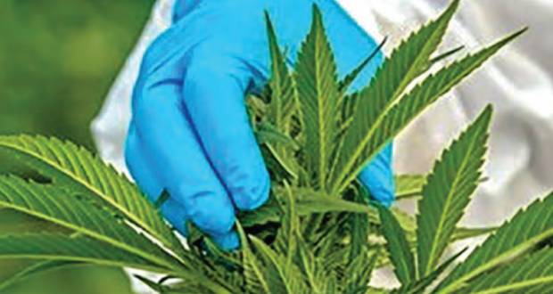 Cannabis médical: la culture locale appelée à prendre son envol