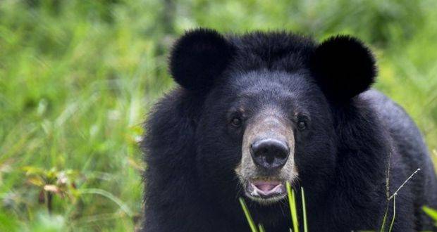 Vietnam: saisie record de 350 bouteilles de bile d'ours