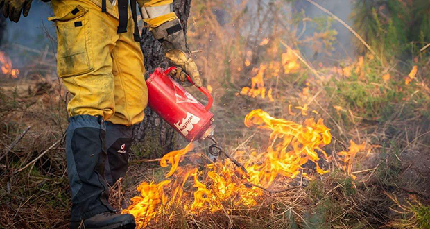 Incendie en Lozère: 70 hectares de forêt brûlés dans les Gorges du Tarn
