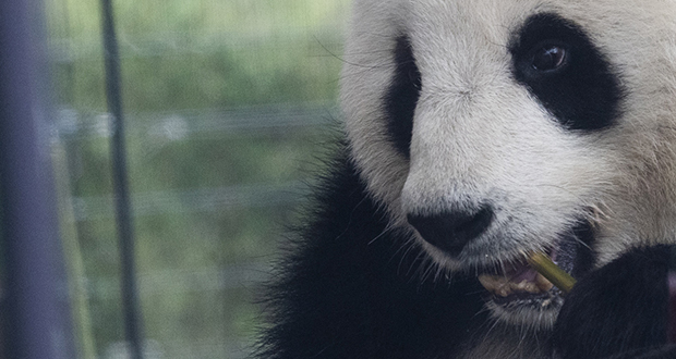 Comment le panda est-il devenu végétarien? La découverte d'un fossile répond