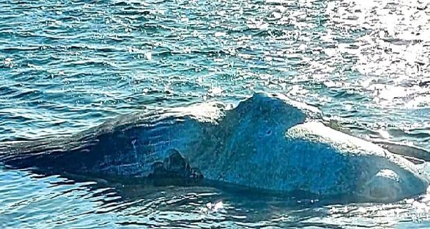 Rodrigues: le cadavre d’un cachalot découvert dans le lagon