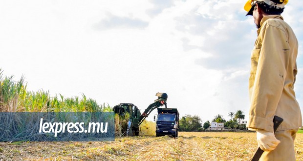 Canne à sucre: achat d’une moissonneuse de 30 tonnes par heure par la MCAF
