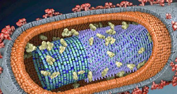 Ebola: portrait d’un virus tueur