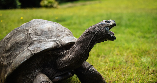 Jonathan, la plus vieille tortue du monde, fête ses 190 ans