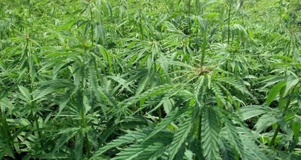 Cannabis industriel: la Mauritius Hemp Association se propose pour la distribution