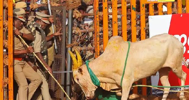 Inde: un mort et des dizaines de blessés dans une fête du taureau