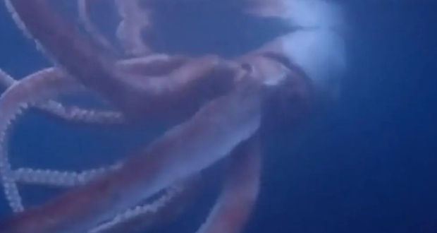 Japon: des plongeurs filment un calamar géant en pleine mer