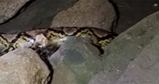 Insolite l Python à Albion: il y a «serpent» sous roche