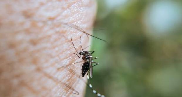 Prolifération de moustiques: un projet pour lutter contre ces insectes nuisibles