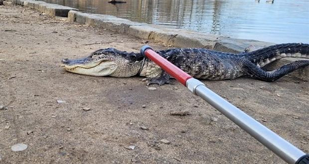 Une femme de 85 ans tuée par un alligator en Floride