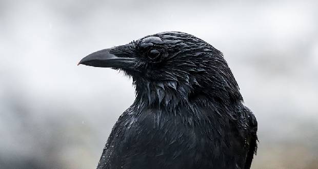 Campagne d’éradication: le ministère vole dans les plumes du corbeau