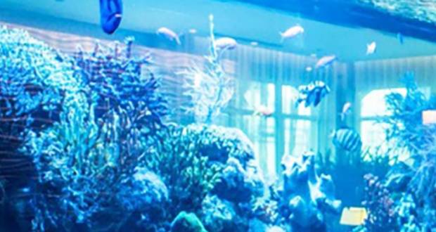 Perquisition chez Khalil Ramoly à Port-Louis: luxueuse déco intérieure avec aquarium géant et coraux vivants 