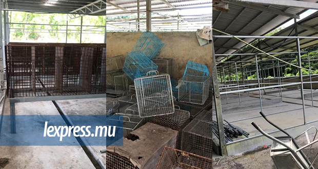 Trafic de singes: Shafeeck Jhummun a-t-il obtenu un terrain de Rose Belle Sugar Estate à Le Val ?