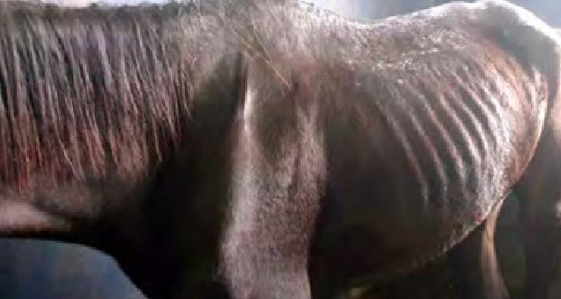 Bambous: des chevaux malnutris dans un sale état