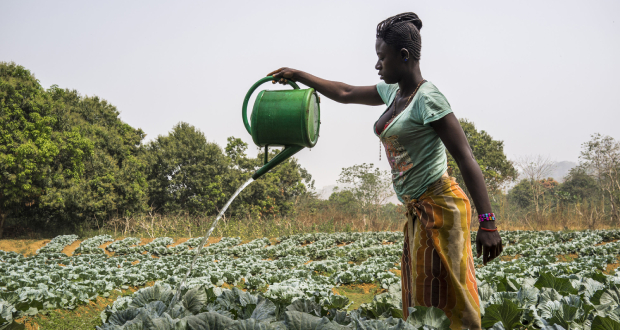 Indispensables mais « marginales »: la FAO pointe les inégalités subies par les femmes dans le secteur alimentaire