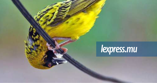 Marché Maurice-Réunion: Se nepa serin ki gazouye…