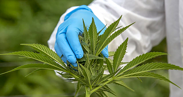 Cannabis thérapeutique, nouvelle commande du ministère