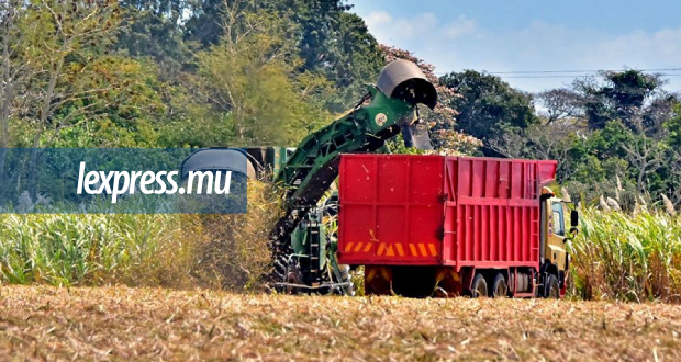 Sucre: des recettes de Rs 76 500 pour 100 tonnes de canne
