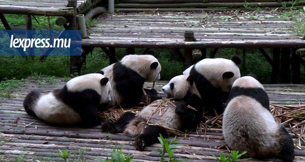 Le panda toujours «en sursis»: la Chine mise sur la reproduction