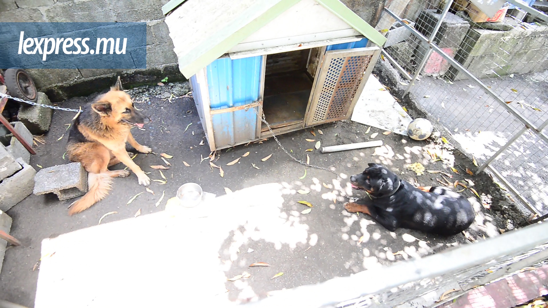 Femme attaquée à Bon-Accueil: «Mon chien voulait jouer», dit le propriétaire 