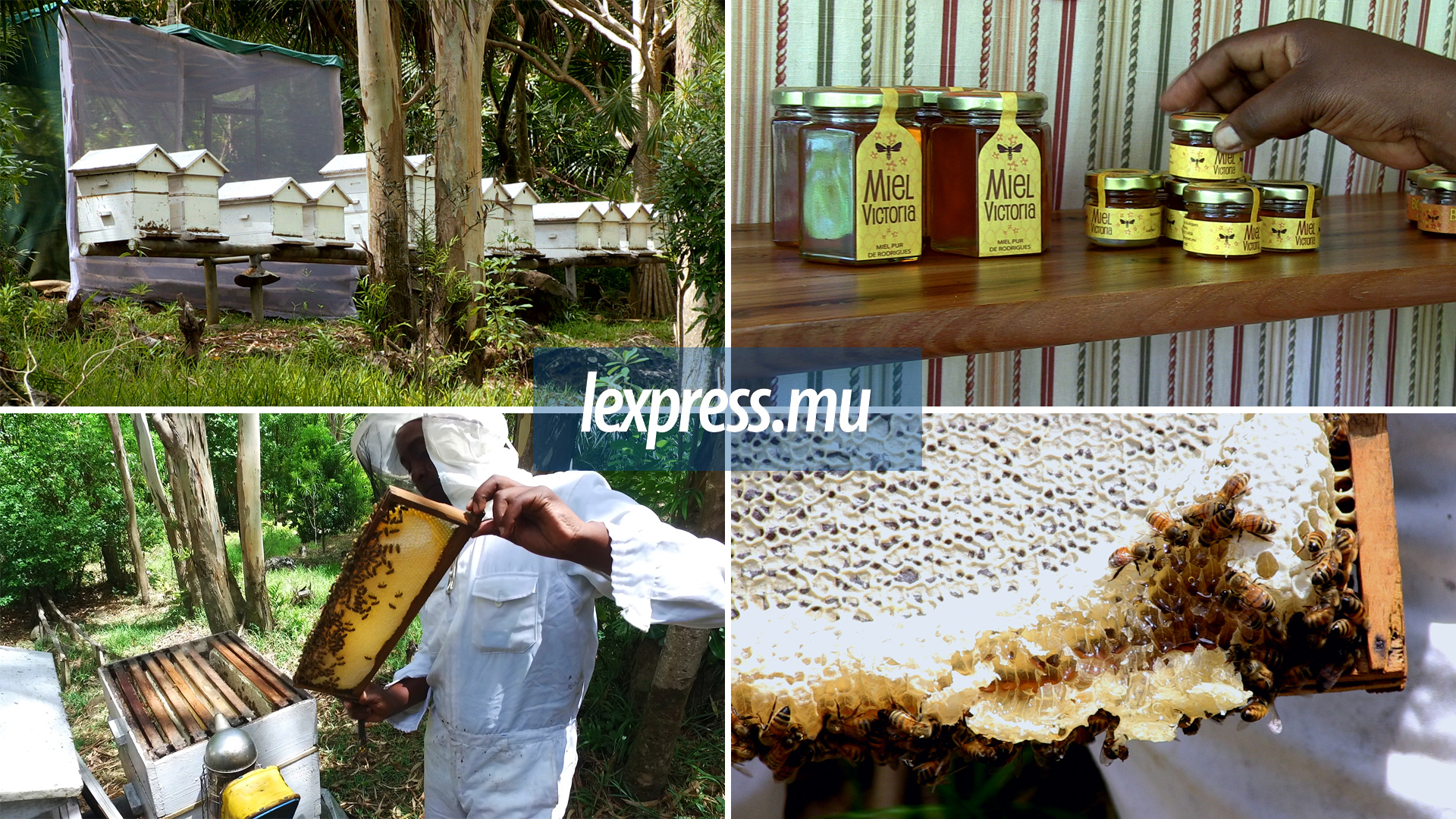 Rodrigues: à la découverte du miel Victoria