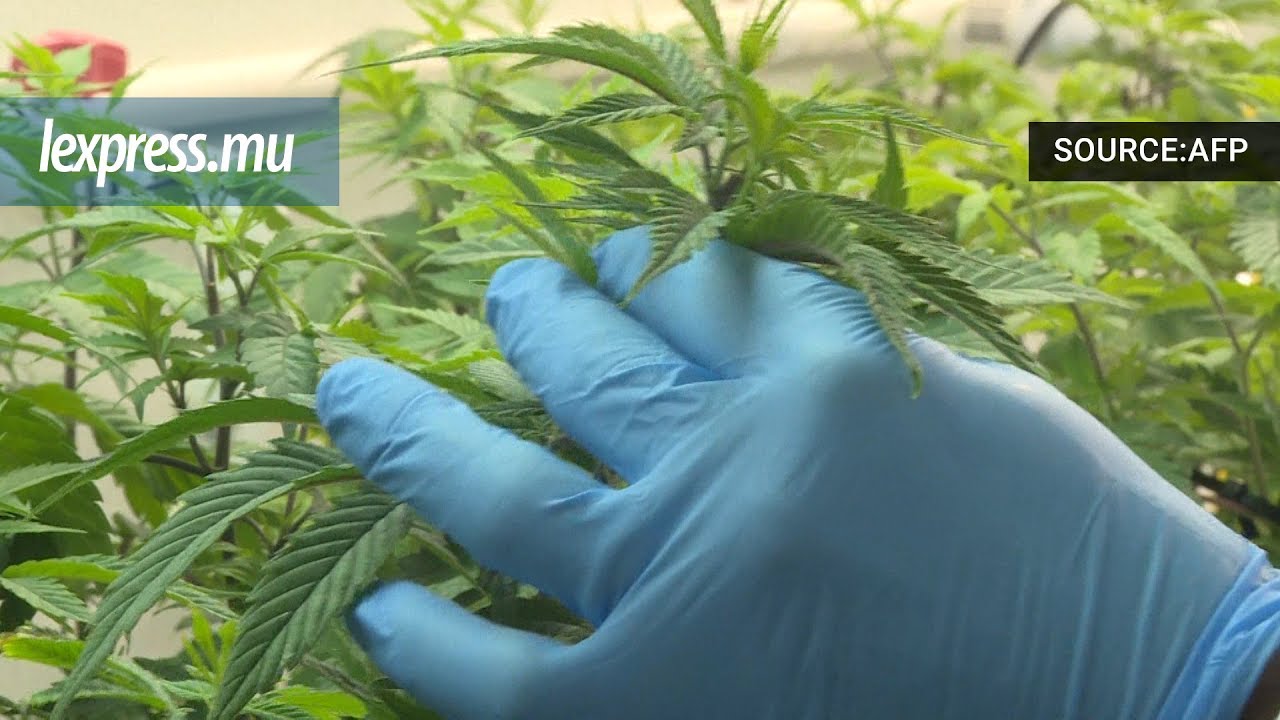 Cannabis: l’entrée de l’Australie dans le marché thérapeutique 