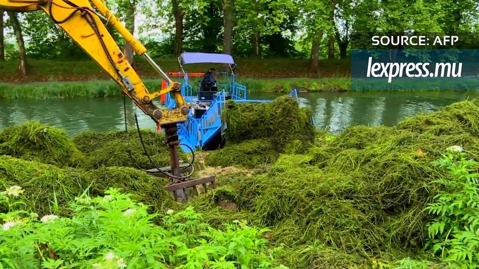 Dans le canal de la Garonne, le combat contre une plante invasive 