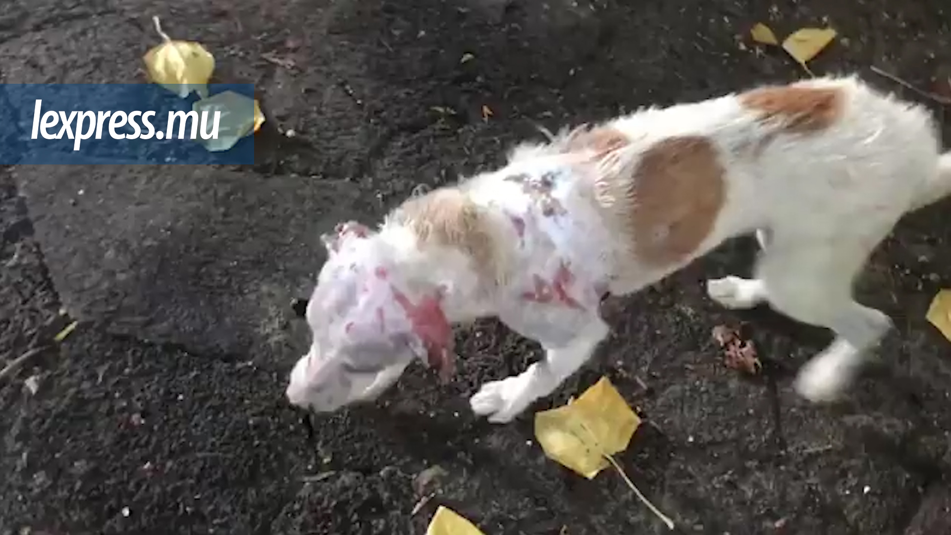 Chien brûlé vif: une pétition lancée pour que le bourreau de Dodo soit (enfin) arrêté