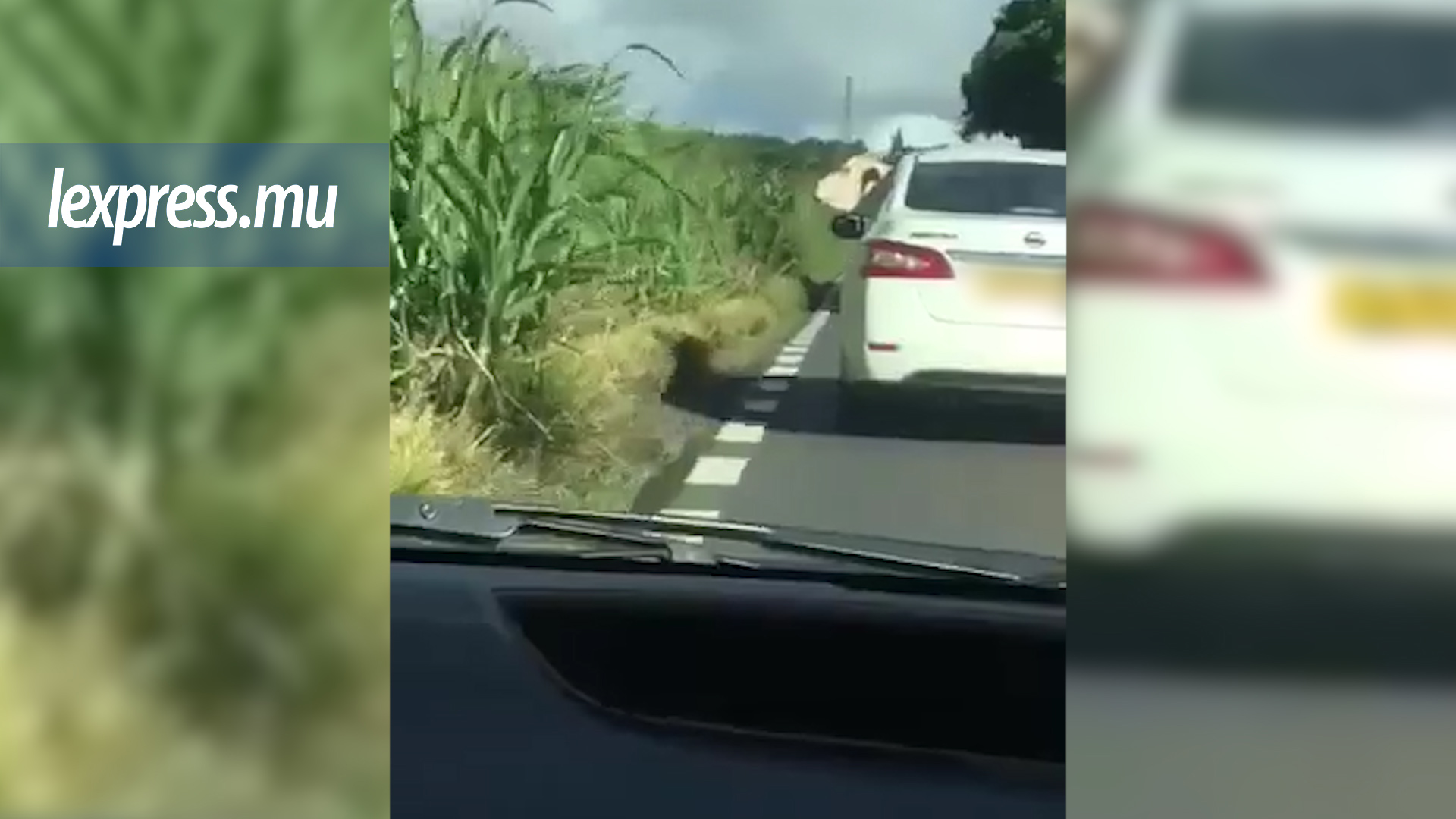 Vidéo virale: ah la vache !