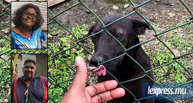 Cause animale: à la découverte de 4 Tilapat, sanctuaire pour chiens abandonnés